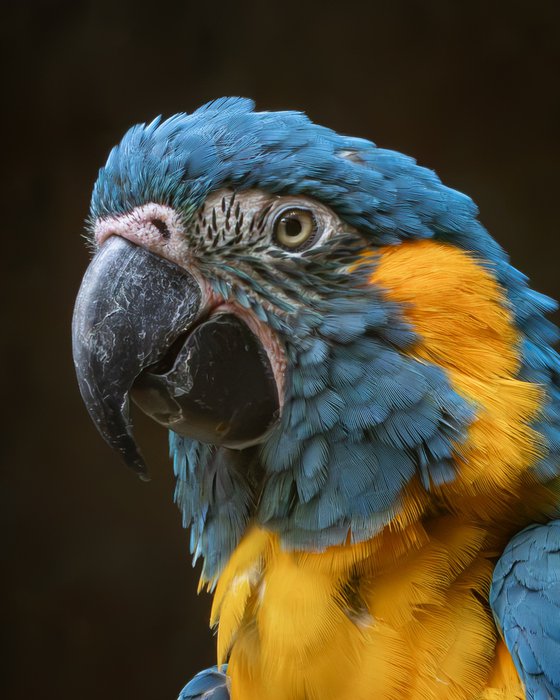The Golden Gaze