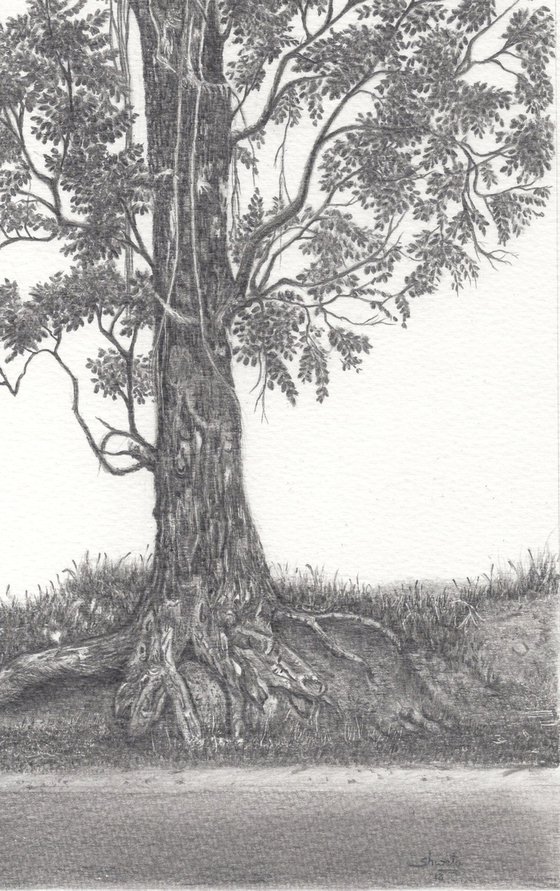 Indian Mahagony Tree