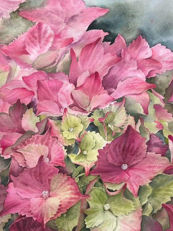 Pink hydrangeas