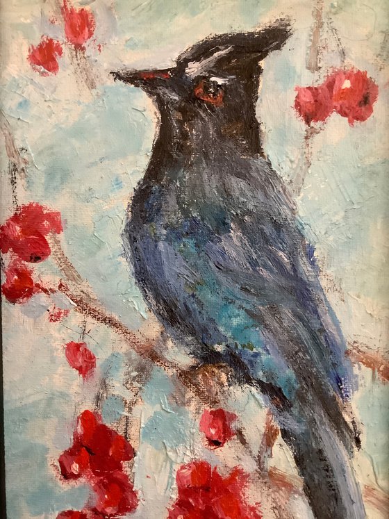 Blue Jay