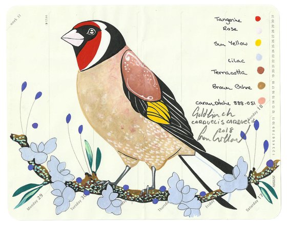Birds of Europe: Goldfinch