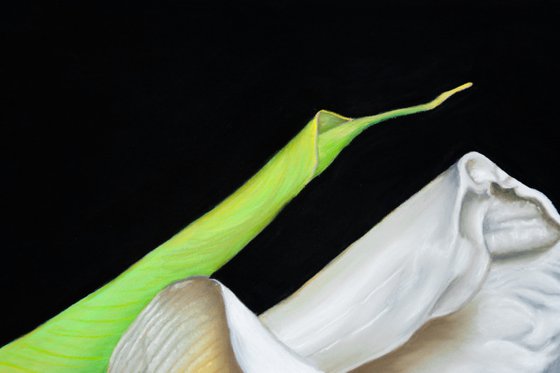 White Calla