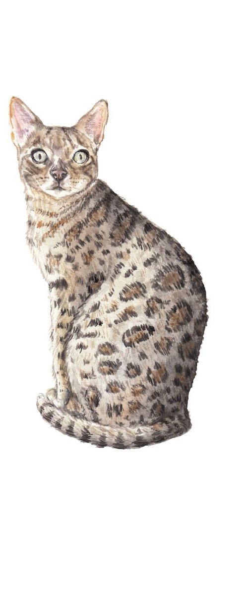 Bengal Cat Original Watercolor by Lauren Rogoff