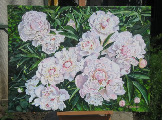 Peonies in Sunlight