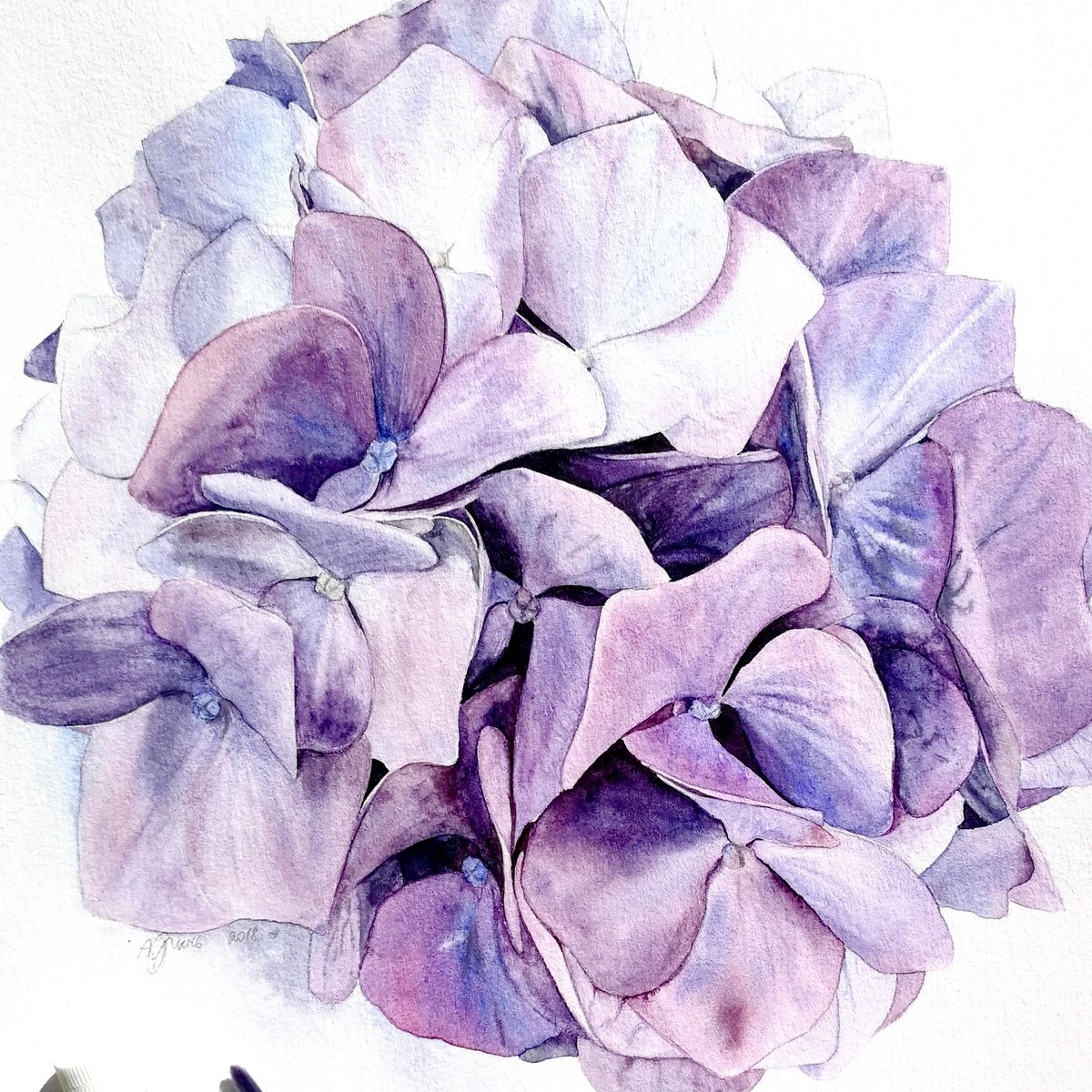 Photorealistic Botanical Watercolour By Alona Hryn, 7 X 7, Violet Hydrangea, Original Artwork
