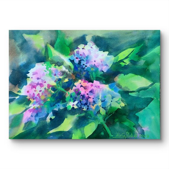 Hydrangea flowers