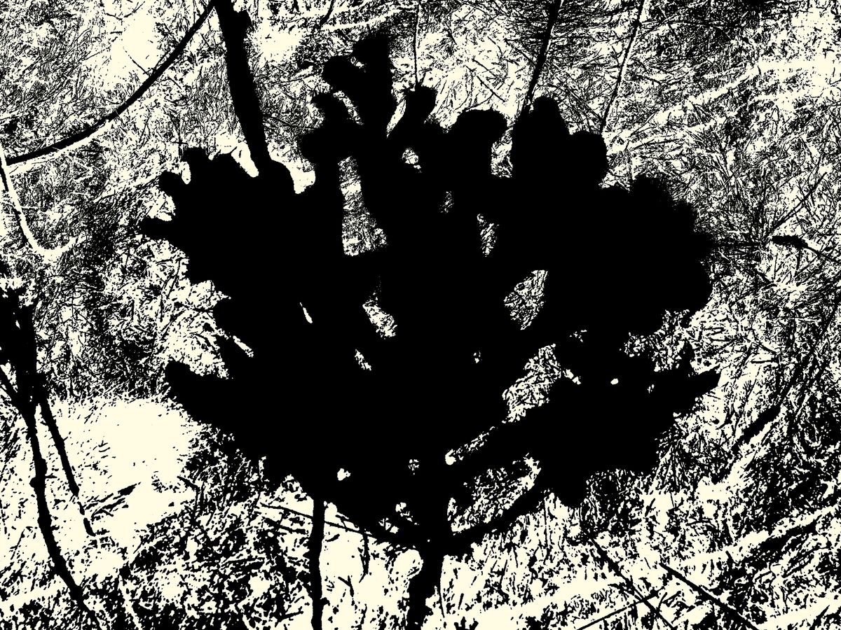 Abstract Botanical Photograph By Petr Strnad, 22 X 17", Burned 1., Original Artwork