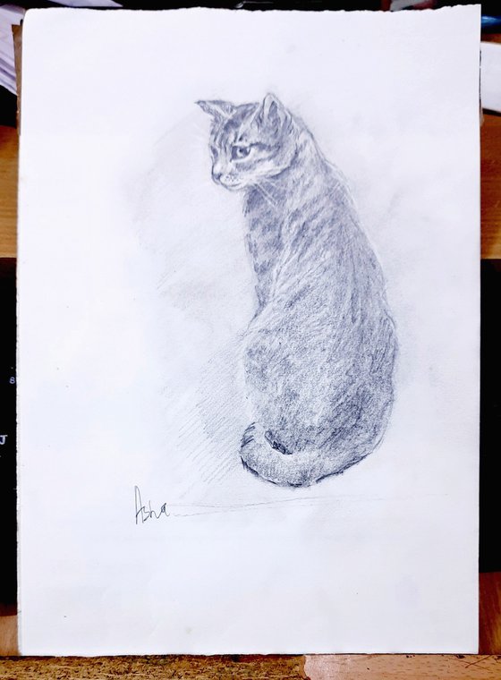 Kaveri, the Tabby Cat