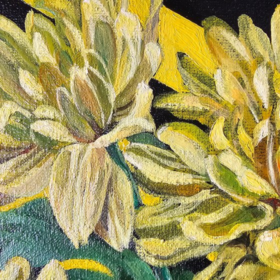 Rainbow Chrysanthemums