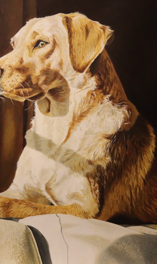 Saffron,fox red Labrador by Julian Wheat