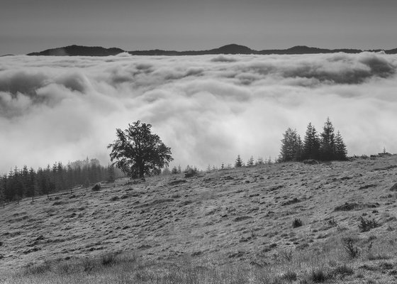 Covered in morning fog. (Multipanel)