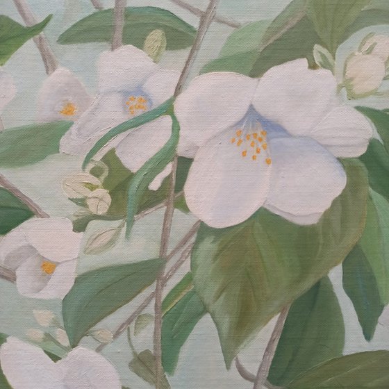 Orange Blossoms