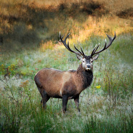 Royal Stag, Scotland