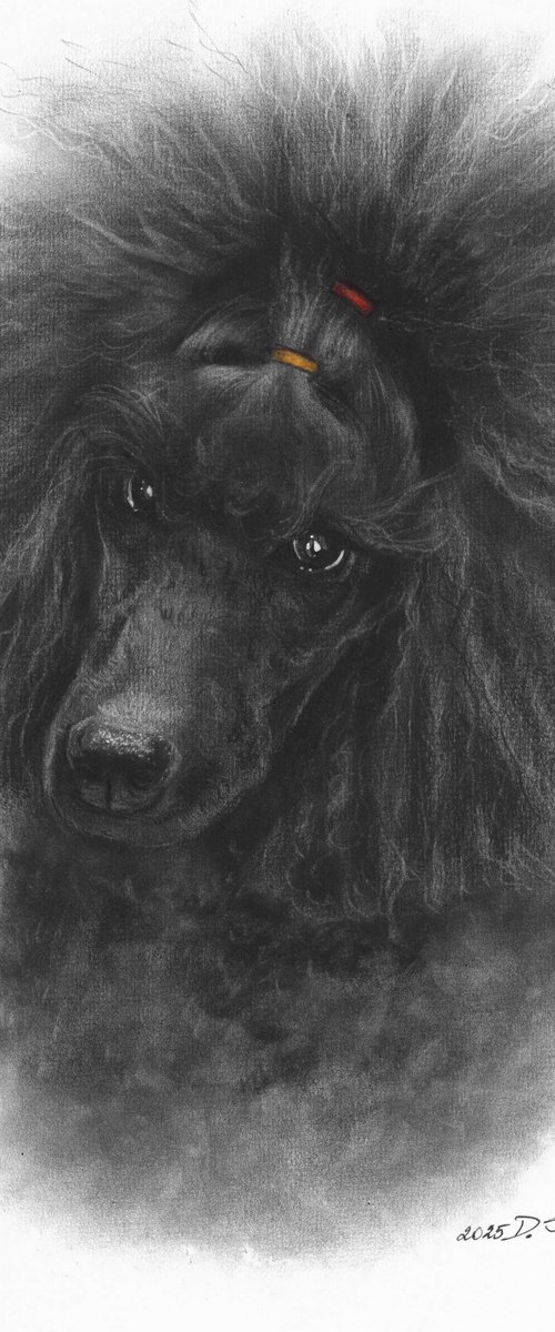 Black Poodle by Danguole Serstinskaja