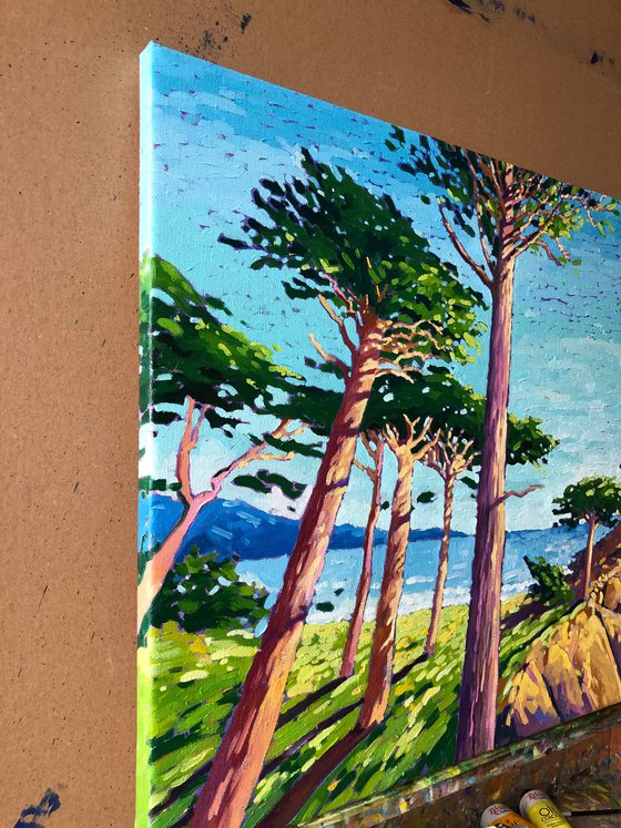 Cypress trees in California