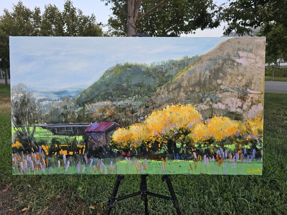 Where Mimosas Bloom