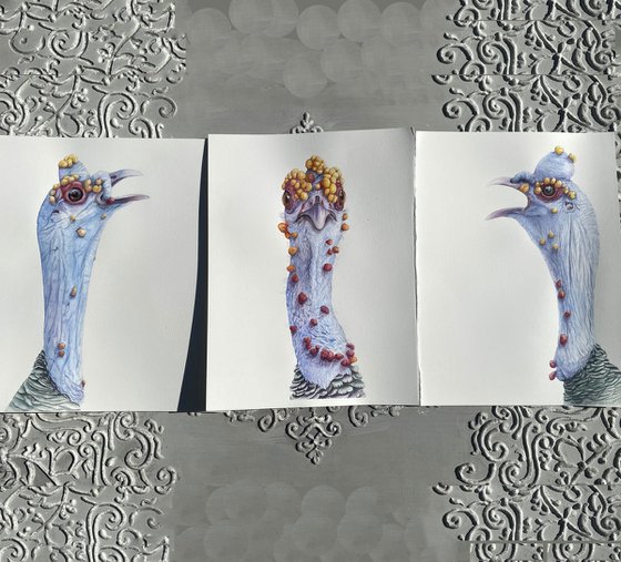 Fun Ocellated Turkey Triptych