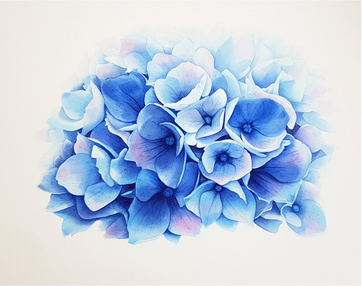Blue hydrangea flowers by Svetlana Lileeva