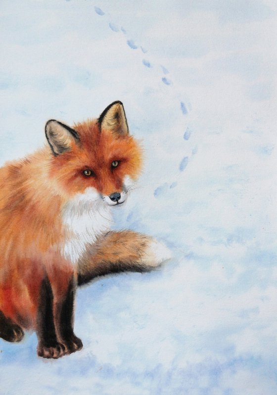 Red Fox Watercolor – Curious Fox - foxy