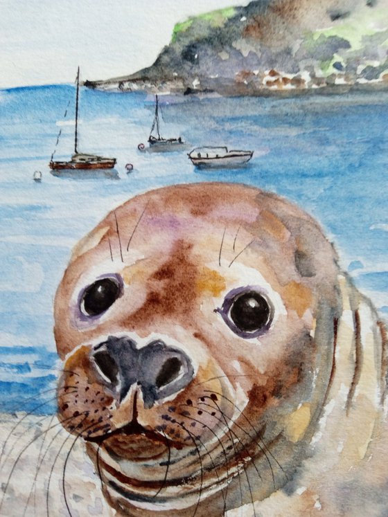 Grey Seal at Lulworth Cove, Dorset