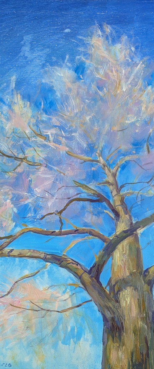 February hoarfrost by Olga Samar