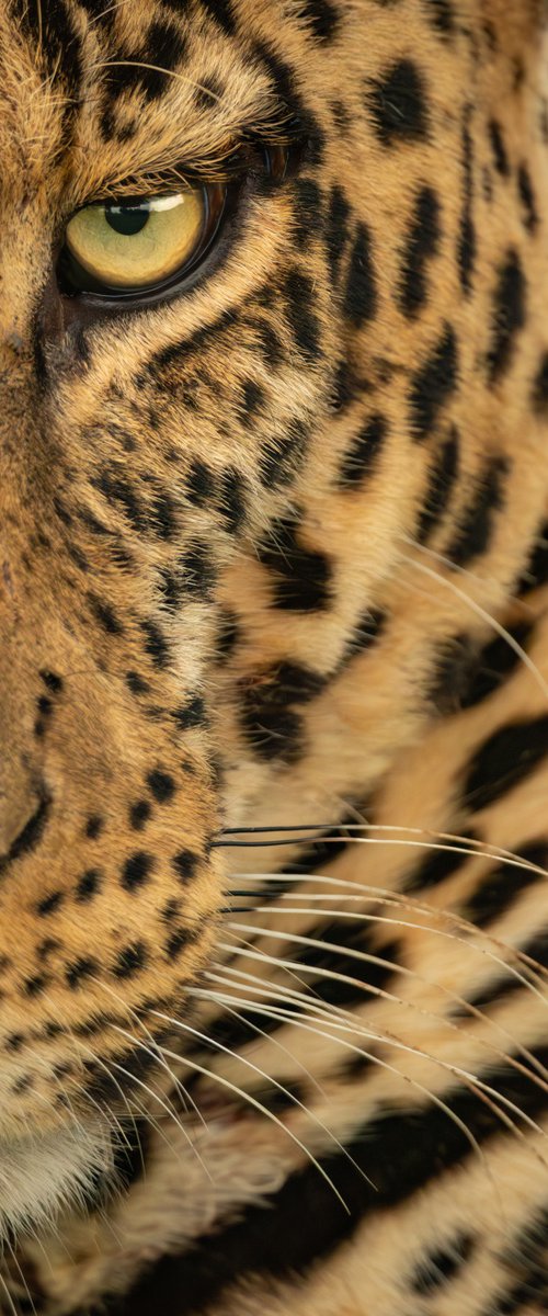 "Is this close enough...?" by Nick Dale