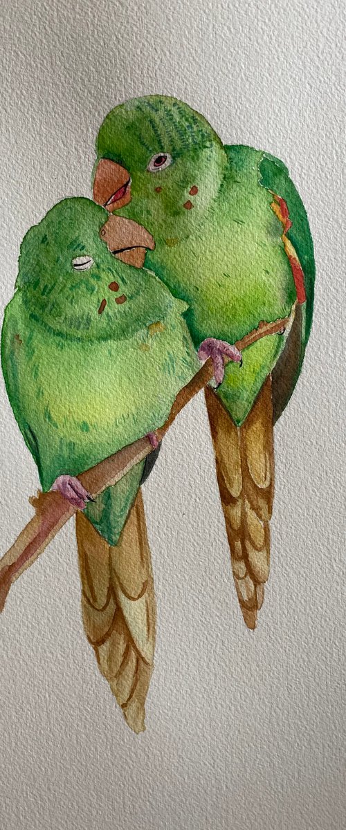 Parrots in love by Bethany Taylor