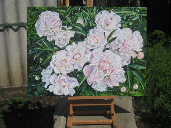 Peonies in Sunlight