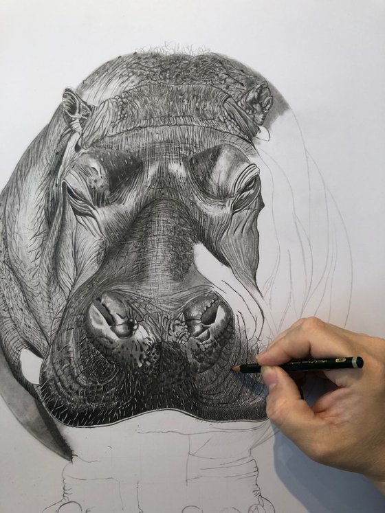 Hippo