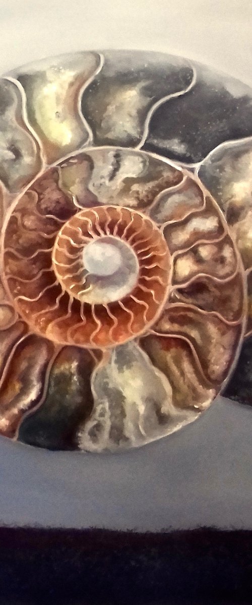 Ammonite by Lee Campbell