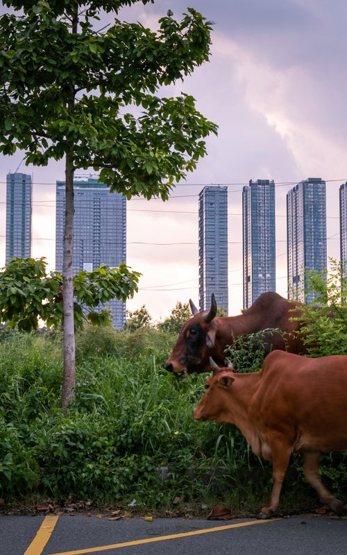 Urban Pastures II (S) by Serge Horta