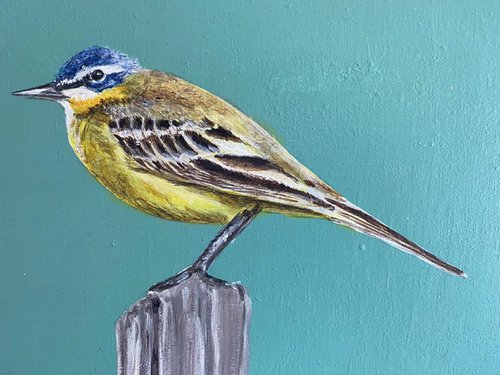 Yellow Wagtail by Laurence Wheeler