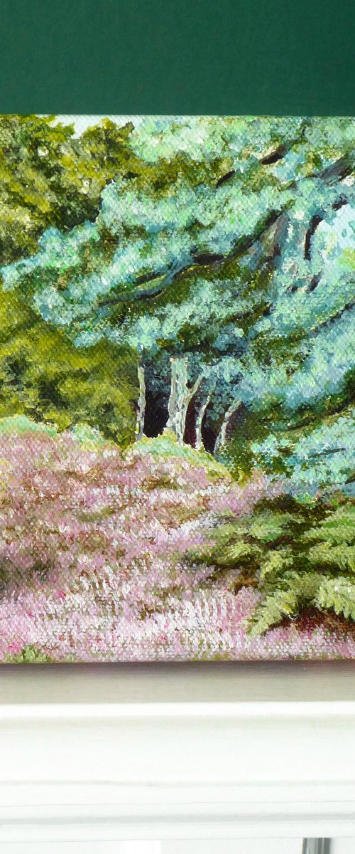 Bolderwood, New Forest by Jacqueline Talbot