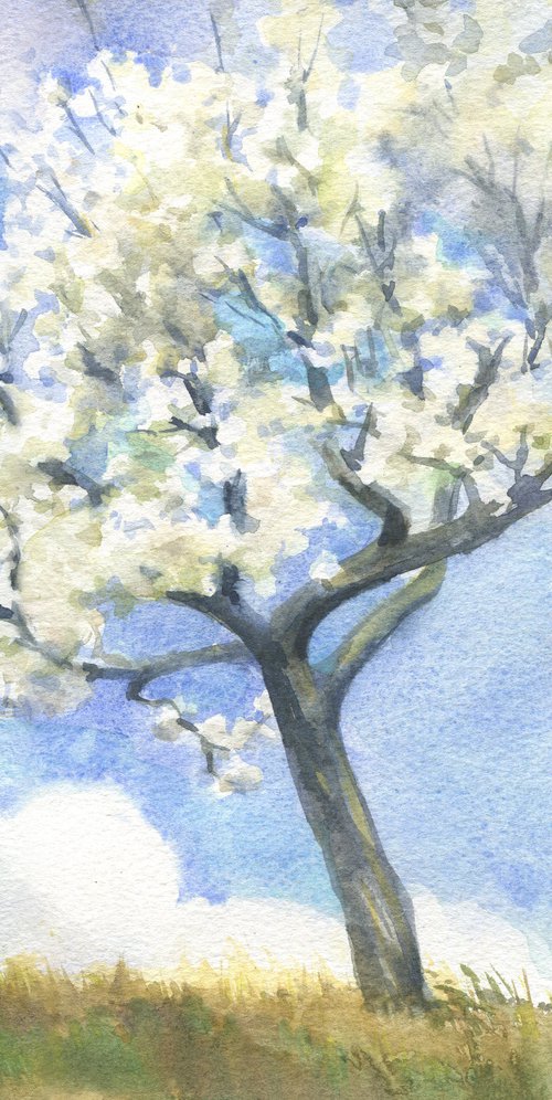 To the sky, to the clouds... / Tree and sky. Blossoming plum tree. Blue white watercolor by Olha Malko