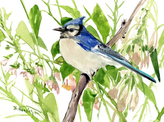 Blue Jay