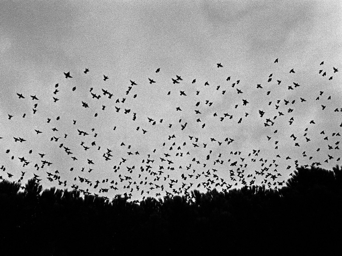 Photorealistic Animal Photograph By Federico Arcangeli, 17 X 13, Untitled - Splinters #3, Original Artwork