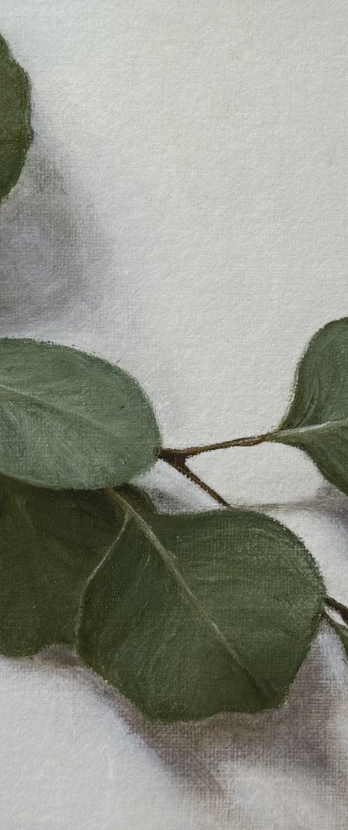 Eucalyptus Study by Daiva Karaliute