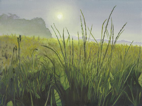 Dawn Light over a Sussex Meadow