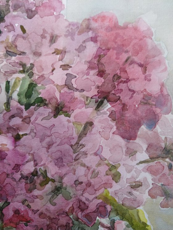 Bouquet of Phloxes. Original watercolour painting.