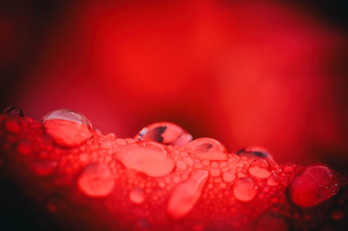 Organic Botanical Photograph By Marc Ehrenbold, 40 X 30", Water Droplets On Rose Petals, Original Artwork