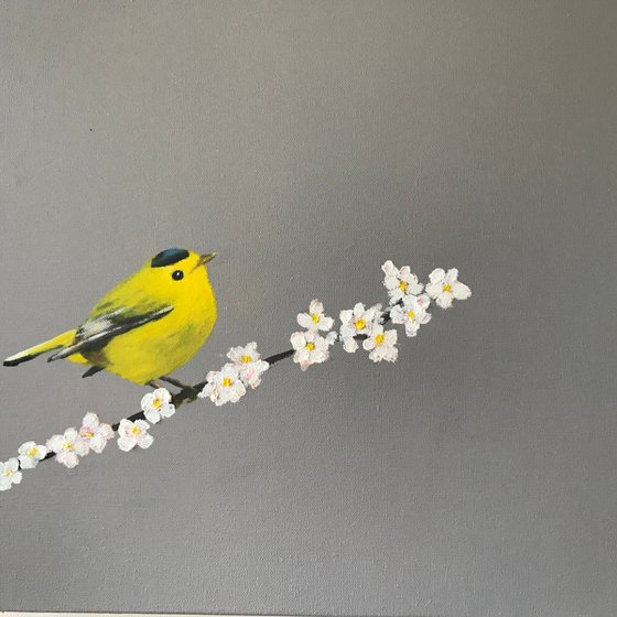 Wilson's Warbler on Cherry Blossom