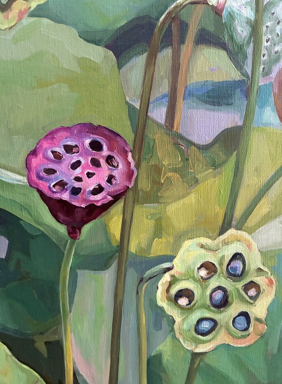 Lotus pond. Seed pods