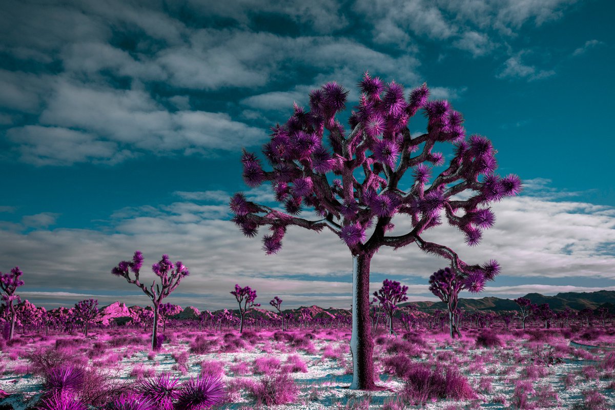 Winter Morning in Joshua Tree by Mark Hannah