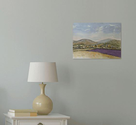 Lavender in Provence