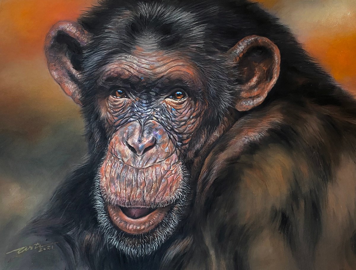 Photorealistic Animal Pastel Drawing By Arti Chauhan, 26 X 21, Chester-Chimpanzee, Original Artwork
