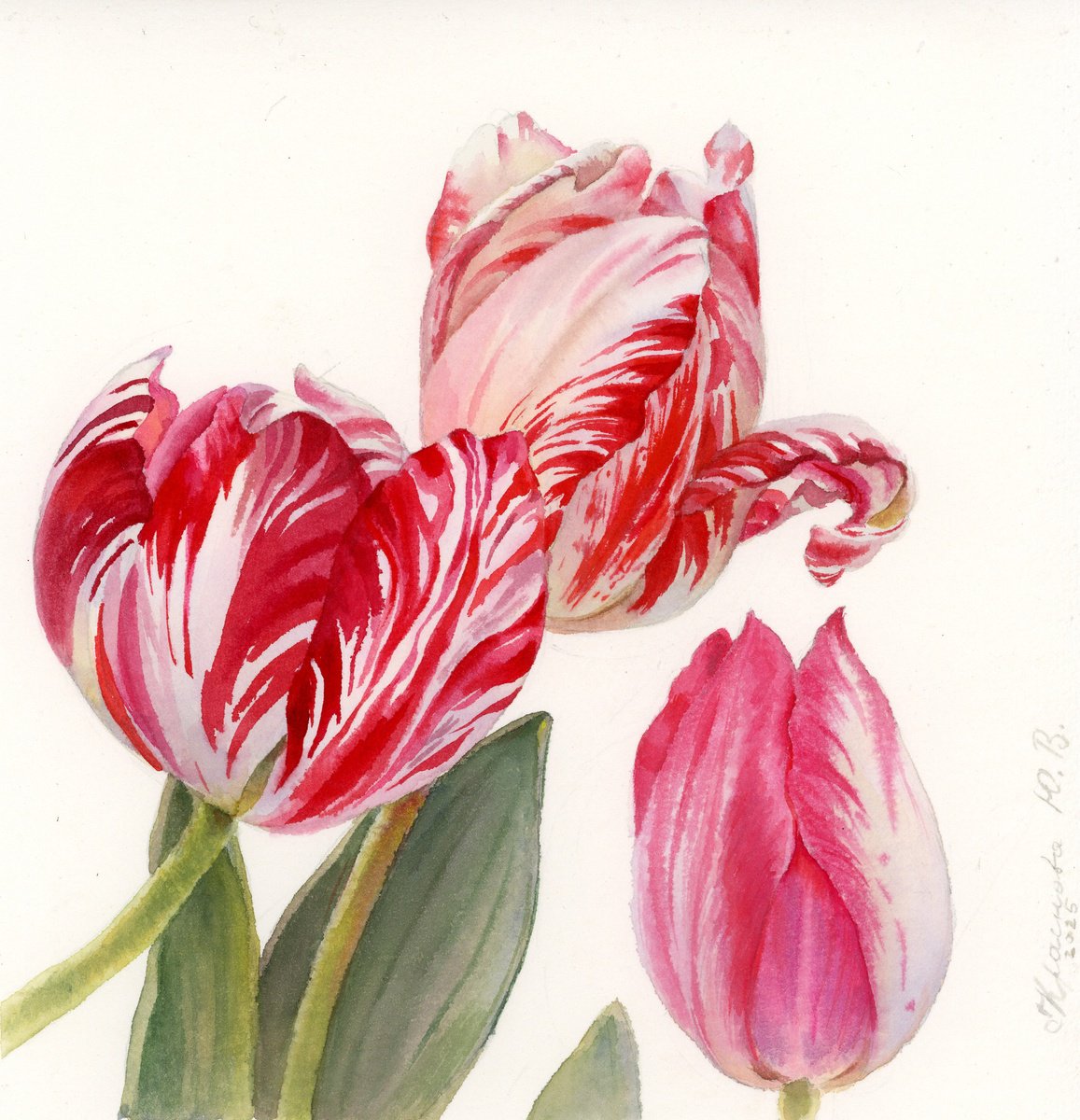 Photorealistic Botanical Watercolour By Yulia Krasnov, 7 X 7", Variegated Tulips, Original Artwork