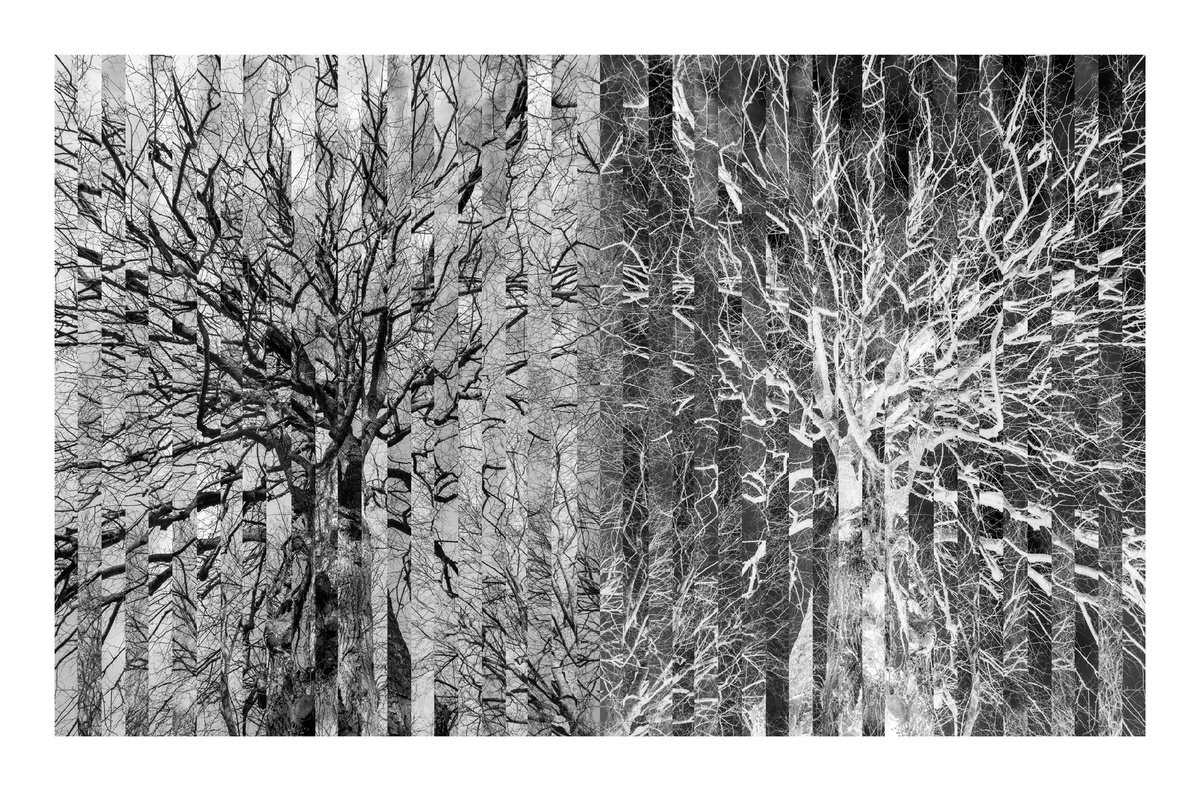 Lime Duo VIII-I by David Baker