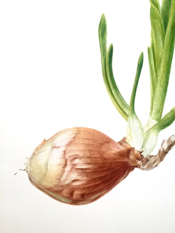 “Onion” (2020)  Original watercolor painting, botanical art