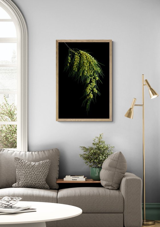 Bower Wattle
