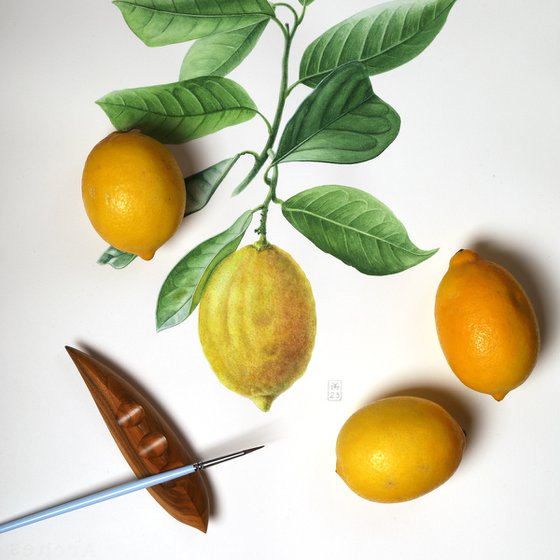 Lemon Branch